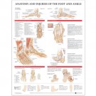 Anatomy and Injuries of the Foot and Ankle Poster