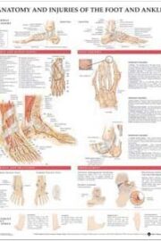 Anatomy and Injuries of the Foot and Ankle Poster